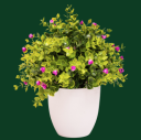 Artificial Plants Collection - Wow Phulwari